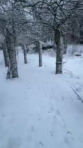 The video shows a snow-covered path leading through a forest. Trees line the path, and their branches are also covered in snow. There are wooden poles at intervals along the path. There are footprints in the snow, indicating that someone has walked this way before. The scene is peaceful and serene.