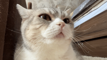 Early morning cat portraits captured in Chaikovsky home