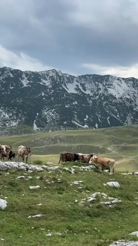 The video shows a herd of cows grazing in a grassy meadow with a mountainous landscape in the background. The sky is cloudy. The cows are of various colors, including brown, black, and white. Some cows are standing, while others are lying down. The meadow is dotted with rocks.