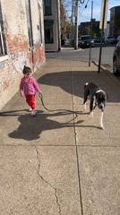 Toddler walks large dog with adult assistance in Newburgh