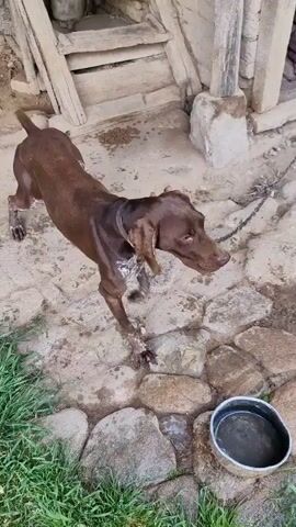 The video shows a brown German shorthaired pointer tethered by a chain to a rustic structure made of wood and stone. The dog appears agitated, pawing at the ground and turning in circles. The ground is a mix of concrete, stones, and patches of grass. A metal water bowl sits near the dog. A person wearing boots is visible briefly in the background, but they do not interact with the dog. The setting looks like an outdoor area of a rural or farm-like environment.