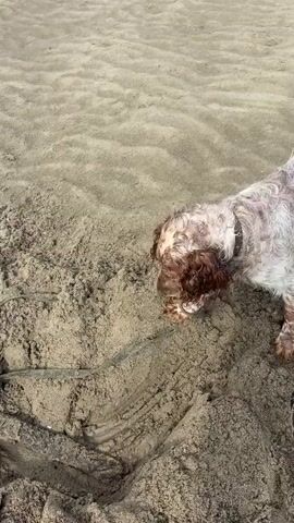 A dog with brown and white fur digs in the sand. The dog is wearing a black collar. The sand is light brown and appears to be damp in some areas. There is a black leash next to the dog.