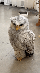 Fluffy owl on a tiled floor in Kuta Selatan, Bali
