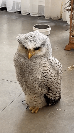 Fluffy owl on a tiled floor in Kuta Selatan, Bali