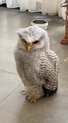 Fluffy owl on a tiled floor in Kuta Selatan, Bali
