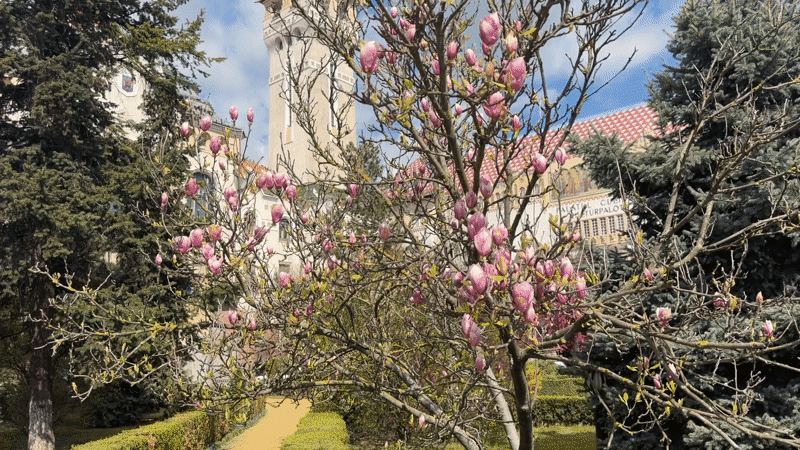Morning architectural documentation in Târgu Mureș, Romania