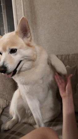 Dog on a couch in Khimki, swapping paw taps