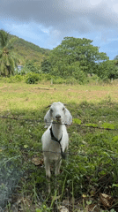Goats graze in tropical field in Thailand