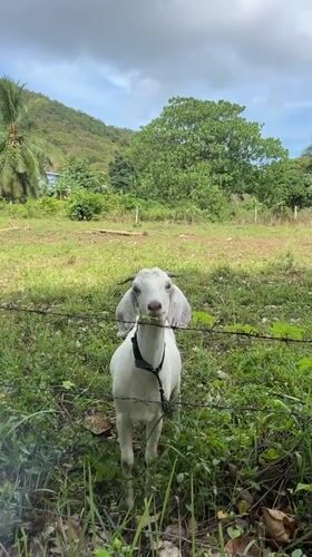 Goats graze in tropical field in Thailand