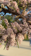 Spring blooms and beach fishing captured along Montenegro coast
