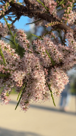 Spring blooms and beach fishing captured along Montenegro coast