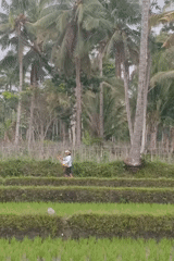 Carrying a basket through the rice paddies of rural East Java