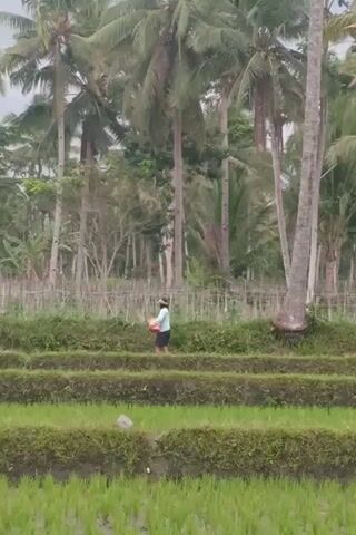 The video is vertically oriented and shows a rural landscape with rice paddies and coconut trees. A person is walking through a rice paddy, carrying a basket. The person is wearing a light-colored shirt and dark pants. The rice paddy is green and appears to be cultivated with rows of young rice plants. The coconut trees are tall and slender, with lush green fronds. The sky is overcast. The sound of rain is audible.