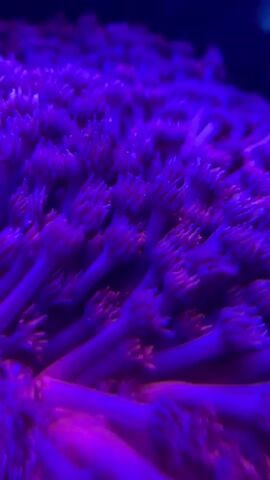 The video shows a close-up, high-angle view of a large, vibrant colony of purple coral under blue and purple lighting. The coral appears to be composed of numerous small, tentacle-like polyps that are extending upwards and outwards. The lighting creates a mesmerizing, almost electric glow, highlighting the intricate textures and patterns of the coral. The camera slowly pans across the coral, revealing the dense growth and the delicate nature of the individual polyps. There are no people or other animals visible in the video.