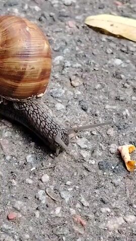 A close-up video shows a snail with a large, brown shell slowly moving across a rough, grey, asphalt-like surface. The snail's head and antennae are visible as it inches forward, its body covered in a textured, grey skin. To the right of the snail, a small, dried leaf and a piece of orange debris are present on the ground. The lighting suggests an outdoor environment.