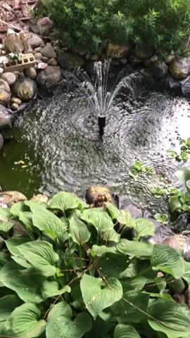 A small fountain spouts water in the center of a pond. The pond is surrounded by rocks and lush green plants. The water is rippling from the fountain's spray. The scene is a tranquil garden setting.