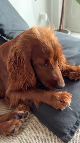 Irish Setter rests on cushion in Thailand