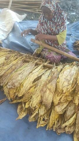 A person, likely an elderly woman, is shown in this media file. She is wearing a floral patterned headscarf and a green shirt with a patterned overlay. The woman is seated on a blue tarp, with a large pile of dried tobacco leaves to her right. She is holding a wooden stick, possibly to help with processing the tobacco. A white sack is visible to her left. The scene appears to be outdoors, with bamboo poles visible in the background, suggesting a rural or agricultural setting. The dried tobacco leaves are a prominent feature, taking up a significant portion of the frame. The lighting suggests it is daytime, but the time of day and weather conditions are not explicitly determinable. The focus on the dried tobacco and the woman's engaged posture implies an activity related to tobacco processing or preparation. No visible text is present in the media file. The location context is Lekor, Indonesia.
