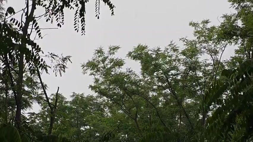 This media file captures a downward view of lush green trees against an overcast sky, likely in Donetsk, Ukraine. The leaves are dense and vibrant, suggesting a temperate climate and likely springtime or summer. The sky is a uniform, pale gray, indicating a cloudy day with diffused light, and the presence of small, falling specks suggests light rain or mist. The trees themselves are varied, with some having thin, elongated leaves and others a more feathery appearance. The overall impression is one of a natural, serene, and perhaps slightly melancholic setting, brought on by the muted colors and the steady drizzle. There is no visible text in the media file, and no people or identifiable objects are present, focusing solely on the natural environment. The time of day is indeterminate due to the overcast conditions, but the scene evokes a sense of quietude and the gentle persistence of nature.