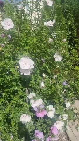 The video shows a close-up of a flowering bush with many blossoms in shades of white and purple. The bush is densely covered in green leaves, and some of the flowers are fully open, while others appear to be buds. The camera pans slightly to the right, revealing more of the bush and its flowers. The lighting suggests it is daytime, possibly outdoors in a garden. There are no people or animals visible in the video.