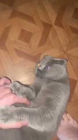 A grey cat lies on its back on a wooden floor, with its paws in the air. A person's hand gently strokes the cat's chest, and then moves up to its head. The cat's eyes are open and appear to be looking at the person. Another person's bare foot is visible at the bottom right of the frame. The floor has a parquet pattern. The scene is lit by indoor lighting.