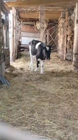 A black and white calf stands in a barn stall filled with straw. The calf is facing the camera and is looking slightly to its right. The stall is made of wood and has a hay floor. In the background, there is a gate and some stacked logs. The calf moves its tail.