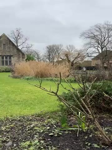 The video showcases a tranquil outdoor scene. At the foreground is a patch of dark earth with small green plants, transitioning to a lush green lawn. Architectural stone buildings of various heights form a perimeter around the lawn, topped with tiled roofs. A stone wall adds to the enclosure. A person in a white coat walks along a path visible in the background. The sky is overcast, creating a muted ambience. Overall, the scene is calm and undisturbed.