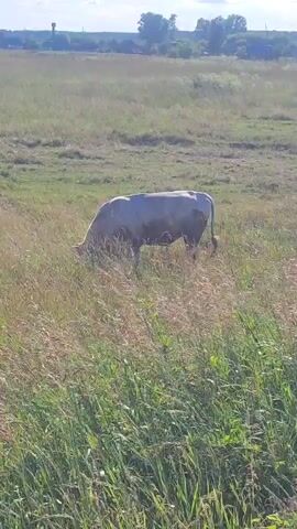 A light-colored bull grazes in a field of tall grass. The bull is positioned in the middle of the frame and is facing to the left with its head down, eating grass. The field is a mix of green and dry grass, with some taller stalks in the foreground. In the background, there is a distant tree line and what appears to be a water tower or a tall structure. The sky is blue with some scattered clouds. The lighting suggests it is daytime, possibly late morning or early afternoon. The camera appears to be static or slightly handheld.