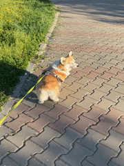 Corgi dog walk captured in sunny Krasnoyarsk park