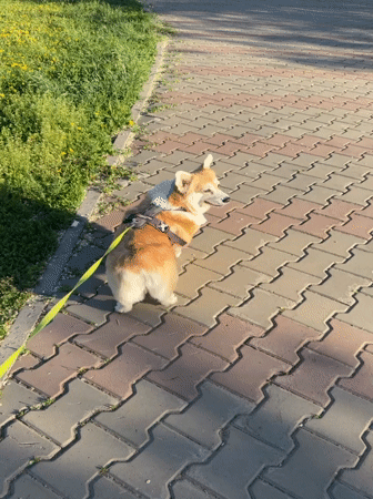 Corgi dog walk captured in sunny Krasnoyarsk park