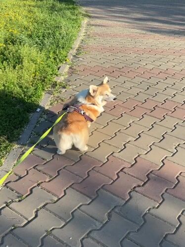 Corgi dog walk captured in sunny Krasnoyarsk park