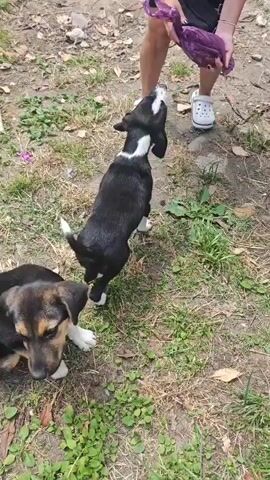 A high-angle outdoor shot shows a person on the right emptying a purple plastic bag of dog food onto the ground. Two dogs, one black and white and one black and tan, are visible. The black and white dog is on the left, and the black and tan dog is on the right. Both dogs immediately begin eating the food. The person's feet are visible in white shoes. The ground is covered with dirt and sparse green grass.