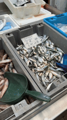 Fresh seafood market documented in Burgas, Bulgaria