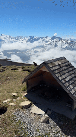 Marmots spotted on shelter roof, hillside near Dallenwil
