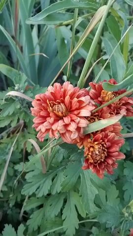 The media file features a close-up, vertical shot of several vibrant, reddish-orange chrysanthemum flowers blooming amidst lush green foliage. The flowers are the primary subject, with intricate layers of petals creating a full, rounded appearance. One flower in the foreground is in sharp focus, showcasing its detailed texture and warm, sunset-like hues. Behind it, other chrysanthemums are visible, some in full bloom and others appearing slightly younger or in the process of wilting.

The setting is an outdoor garden with dense green leaves and taller, grass-like plants in the background, creating a natural and somewhat wild environment. The lighting suggests it could be daytime, possibly late afternoon or early morning, given the soft, diffused light that highlights the flowers without harsh shadows. The overall mood is serene and natural, emphasizing the beauty of the blooming flowers. There is no visible text within the media file. The location context is Bila Krynytsia, Ukraine.