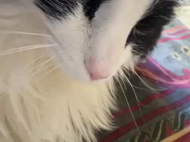The video shows a close-up view of a black and white cat being gently touched on the head with a blue object, possibly a pen or stylus. The cat's face is mostly white with a pink nose, and its whiskers are visible. The background appears to be a patterned fabric.