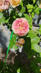 Close-up garden tour: roses, clover, and daisies in bloom