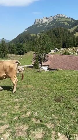 The video shows a cow in the foreground walking in a grassy field. In the background, there is a path with several people walking on it. There are also trees and mountains in the distance, under a clear blue sky. The cow moves from right to left in the frame, and its rear is facing the camera. The cow's tail is visible. The field is green with patches of dry grass and dirt. Behind the cow, a rustic wooden structure with a red roof is partially visible. Further back, the path winds up a gentle slope. A group of people, including adults and children, are walking along the path, some appearing to be looking at the cows. The cow is light brown in color. The mountains in the background are rocky and have green vegetation on their slopes. The scene appears to be a rural landscape, possibly a hiking trail with grazing cows. The lighting suggests it is daytime with bright sunlight.