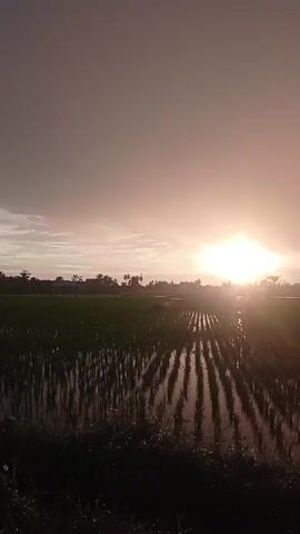 The video shows a sunrise over a rice field. The sun is a bright, glowing orb in the sky, casting long shadows across the water-filled paddies. The rice stalks are green and lush, standing in neat rows. The sky is a soft, hazy pink and orange, with a few wispy clouds. The overall impression is one of peace and tranquility.