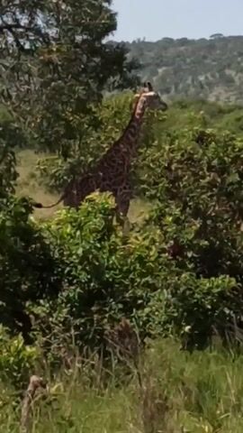 The video shows a giraffe standing in a grassy area with bushes and trees. The giraffe has a brown and tan patterned coat and a long neck. In the background, there is a hill covered in trees. The sky is blue.