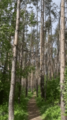 Forest path documented in Подшивалово pine woods, Russia