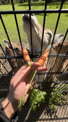 Visitors feed carrots to deer at The Hague facility