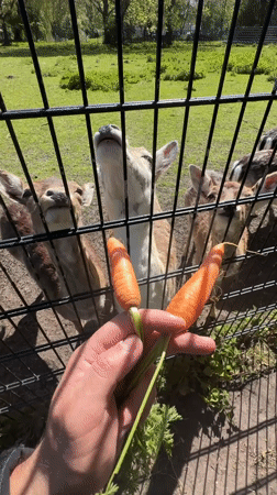 Visitors feed carrots to deer at The Hague facility