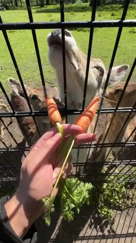 Visitors feed carrots to deer at The Hague facility