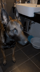 Dog and owner captured in casual home moments Thailand