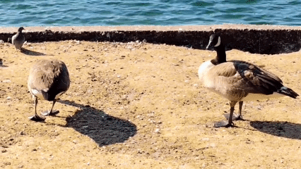 Geese, pigeons, and ducks on a sunny St Helens park pond