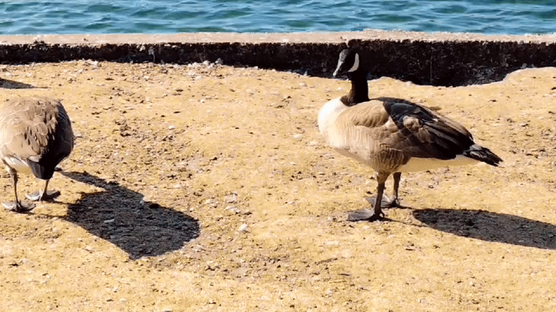 Geese, pigeons, and ducks on a sunny St Helens park pond