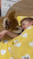 Dog nuzzles sleeping child in bedroom in Chaikovsky, Russia
