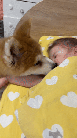 Dog nuzzles sleeping child in bedroom in Chaikovsky, Russia