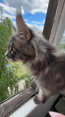 Cat on a windowsill, dog on a walk, summer greenery outside